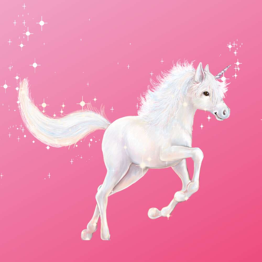 Portrait Sternenfohlen